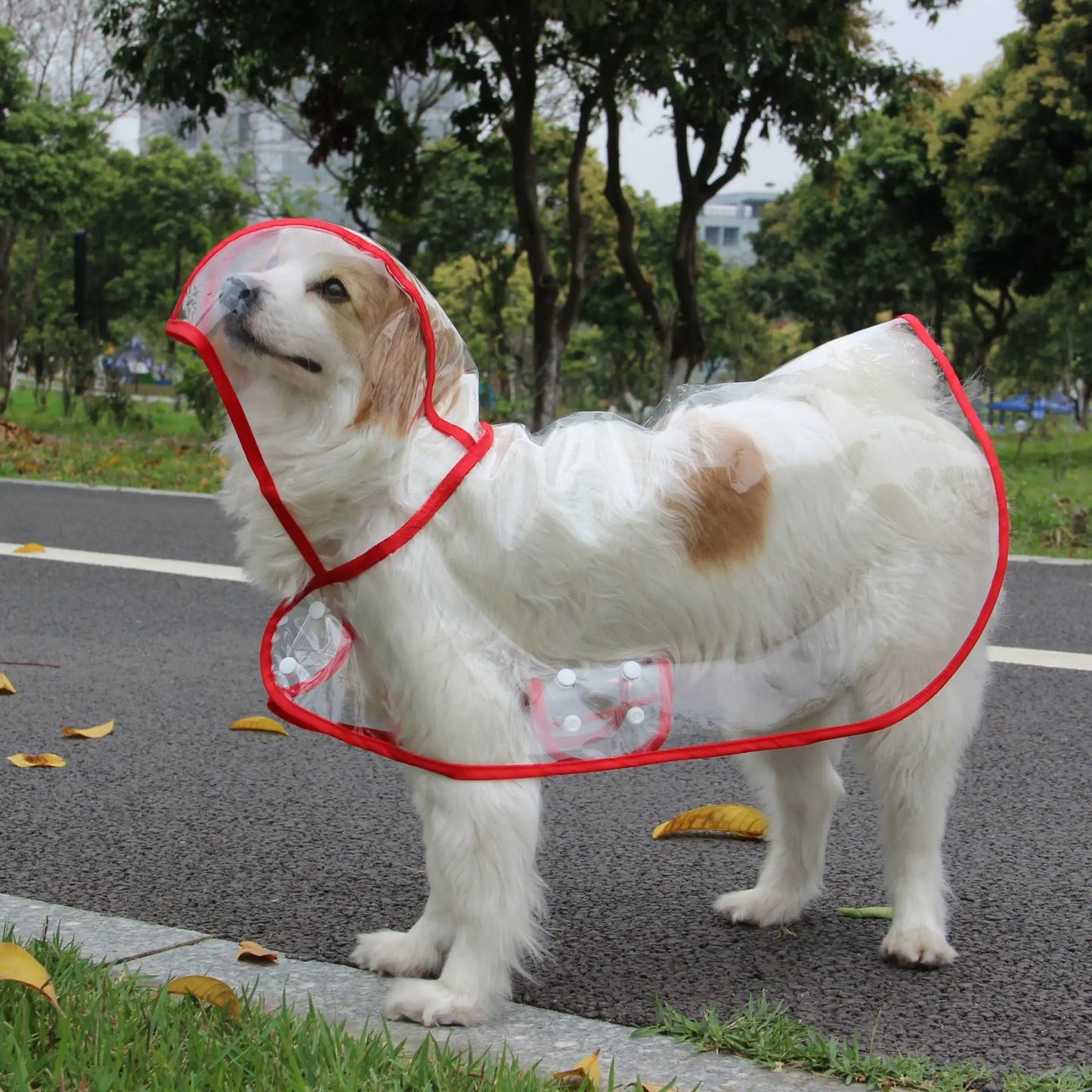 Impermeable transparente para perros